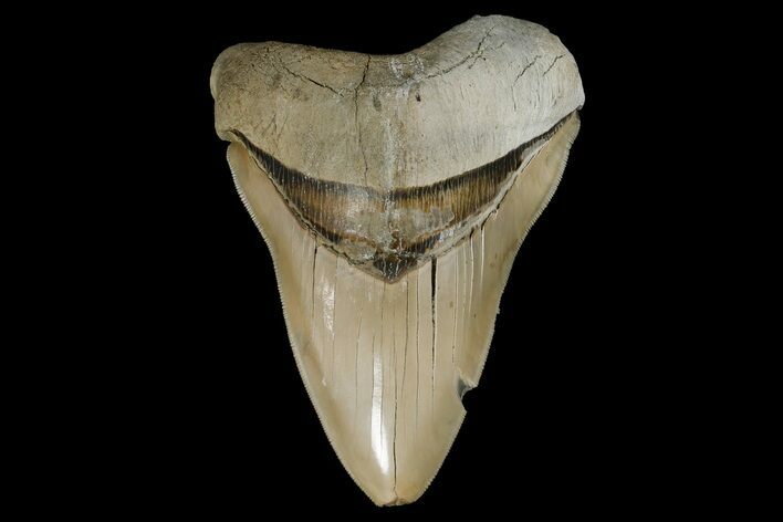 Serrated, Fossil Megalodon Tooth - Aurora, North Carolina #179723